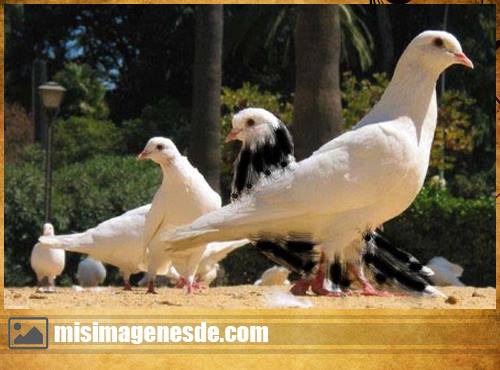 imagenes de palomas