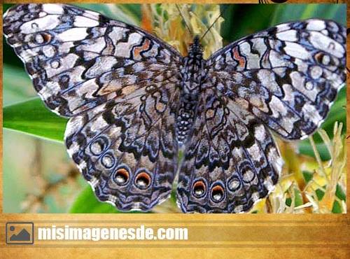 imagenes de mariposas