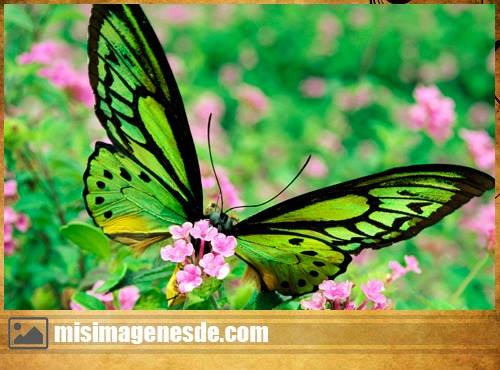 imagenes de mariposas