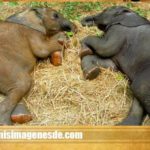 Imágenes de elefantes lindos