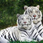 Imágenes de tigres
