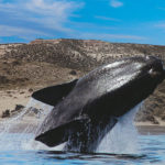Imágenes de ballenas