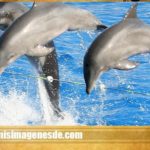 Imágenes de delfines en el agua