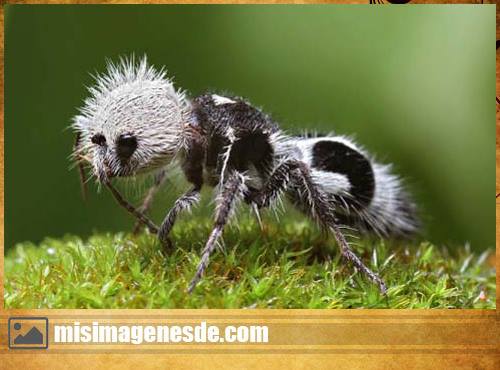 imagenes de insectos raros