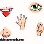 Imágenes de los 5 sentidos