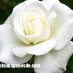 Imágenes de rosas blancas