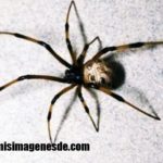 Imágenes de arañas venenosas