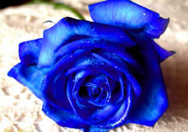 Imágenes de flores azules | Imágenes