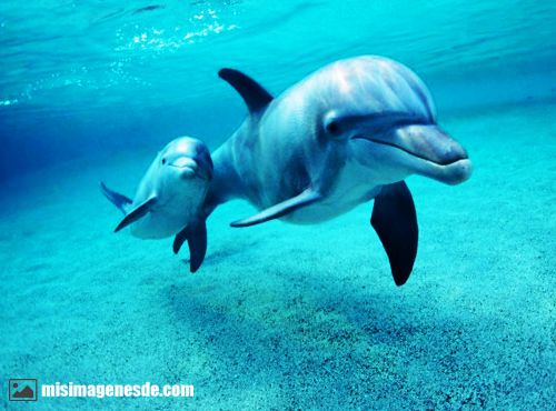 fotos de delfines
