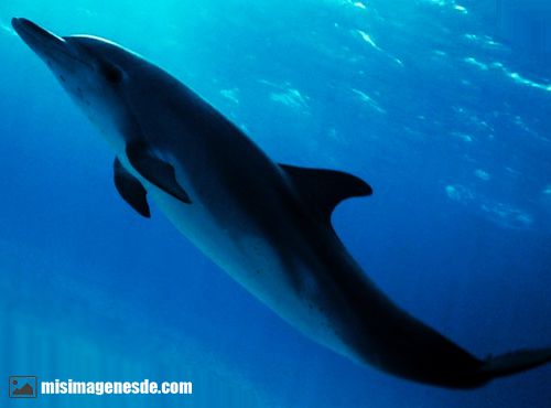 fotos de delfines