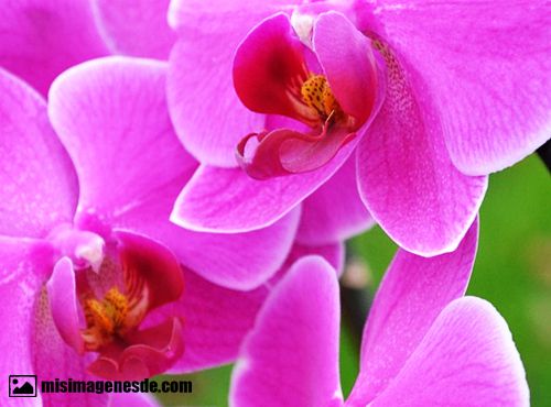 fotos de orquideas
