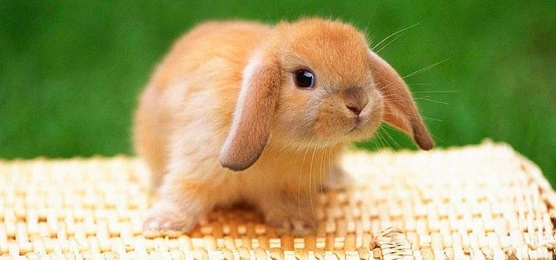 imagenes de conejos