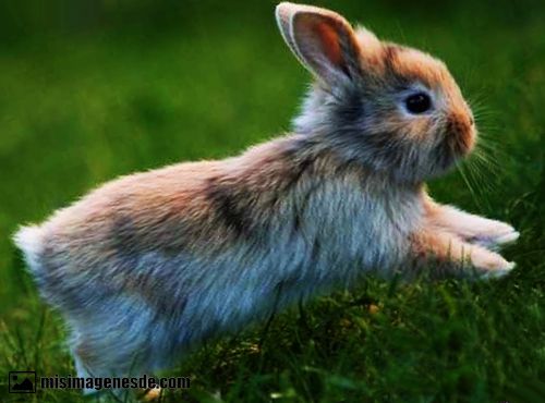 imagenes de conejos