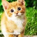 Imágenes de gatitos