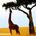 Imágenes de jirafas