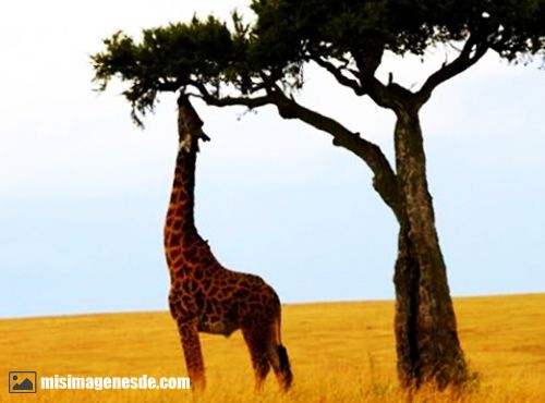 imagenes de jirafas