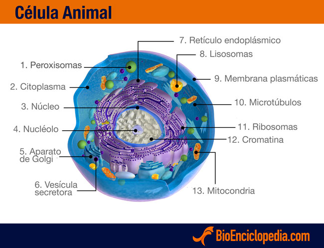 imagenes de la celula animal