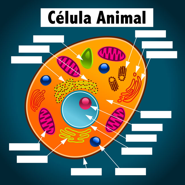 imagenes de la celula animal