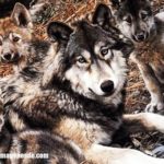 Imágenes de lobos