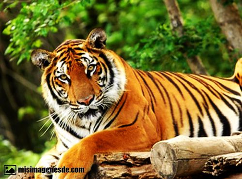 imagenes de tigres