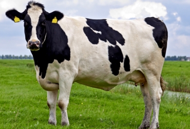 imagenes de vacas