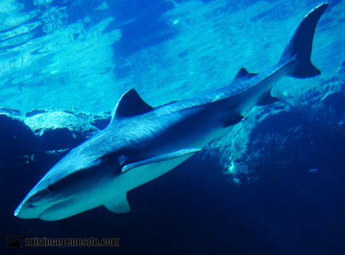 fotos de tiburones