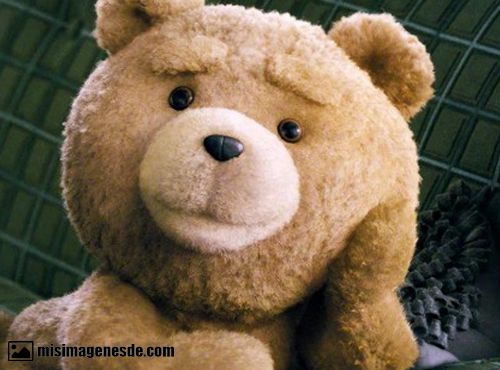 osos ted