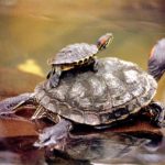 Imágenes de tortugas