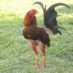 Imágenes de gallos de pelea