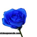 Imágenes de rosas azules