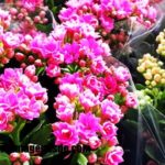 Imágenes de tipos de flores