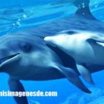 Imágenes de delfines
