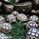 Imágenes de tortugas