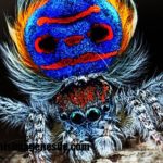 Imágenes de tipos de arañas