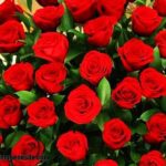 Imágenes de ramo de rosas rojas